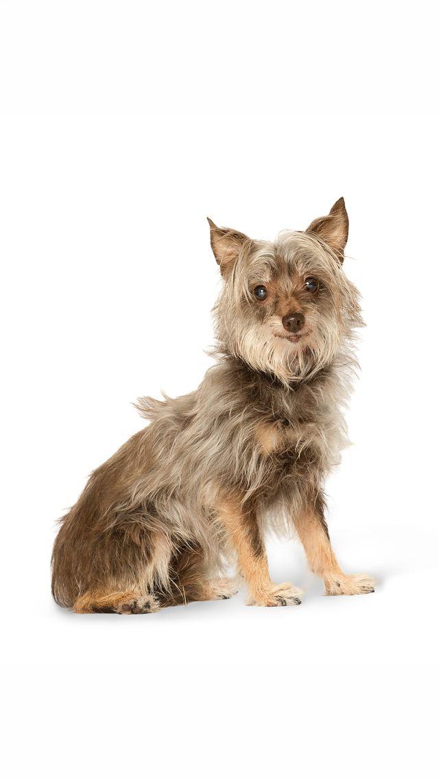 Enlarge Cheerio, a Adoptable mixed breed in Myakka City, FL image 1/3