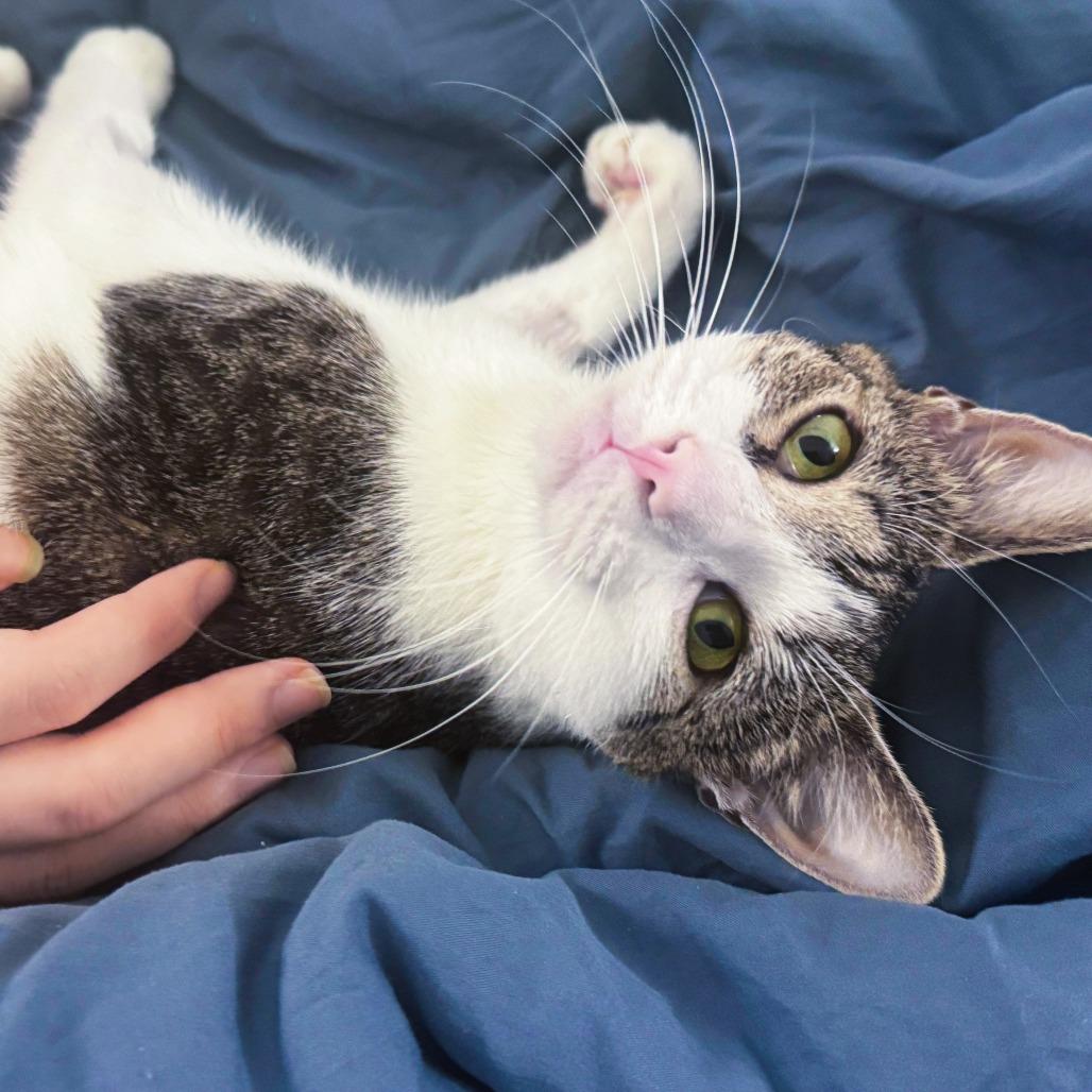 Enlarge Vampire Squid, a Adoptable Domestic Short Hair in New York, NY image 1/6