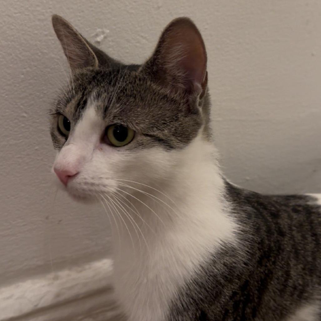 Enlarge Vampire Squid, a Adoptable Domestic Short Hair in New York, NY image 2/6