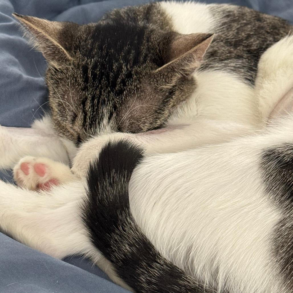 Enlarge Vampire Squid, a Adoptable Domestic Short Hair in New York, NY image 3/6