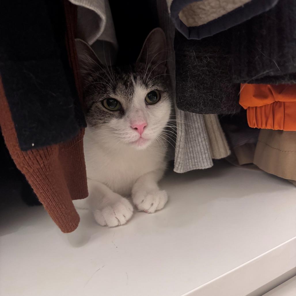 Enlarge Vampire Squid, a Adoptable Domestic Short Hair in New York, NY image 4/6