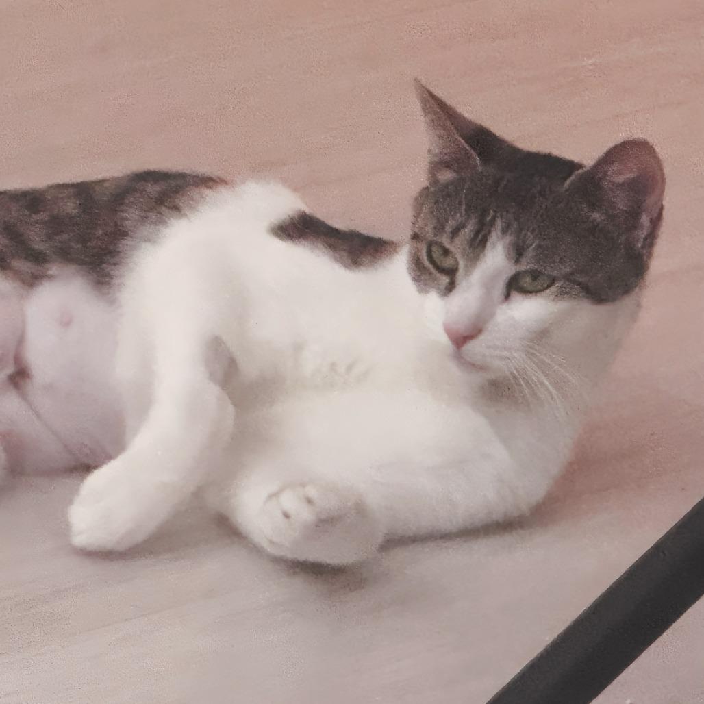 Enlarge Vampire Squid, a Adoptable Domestic Short Hair in New York, NY image 5/6