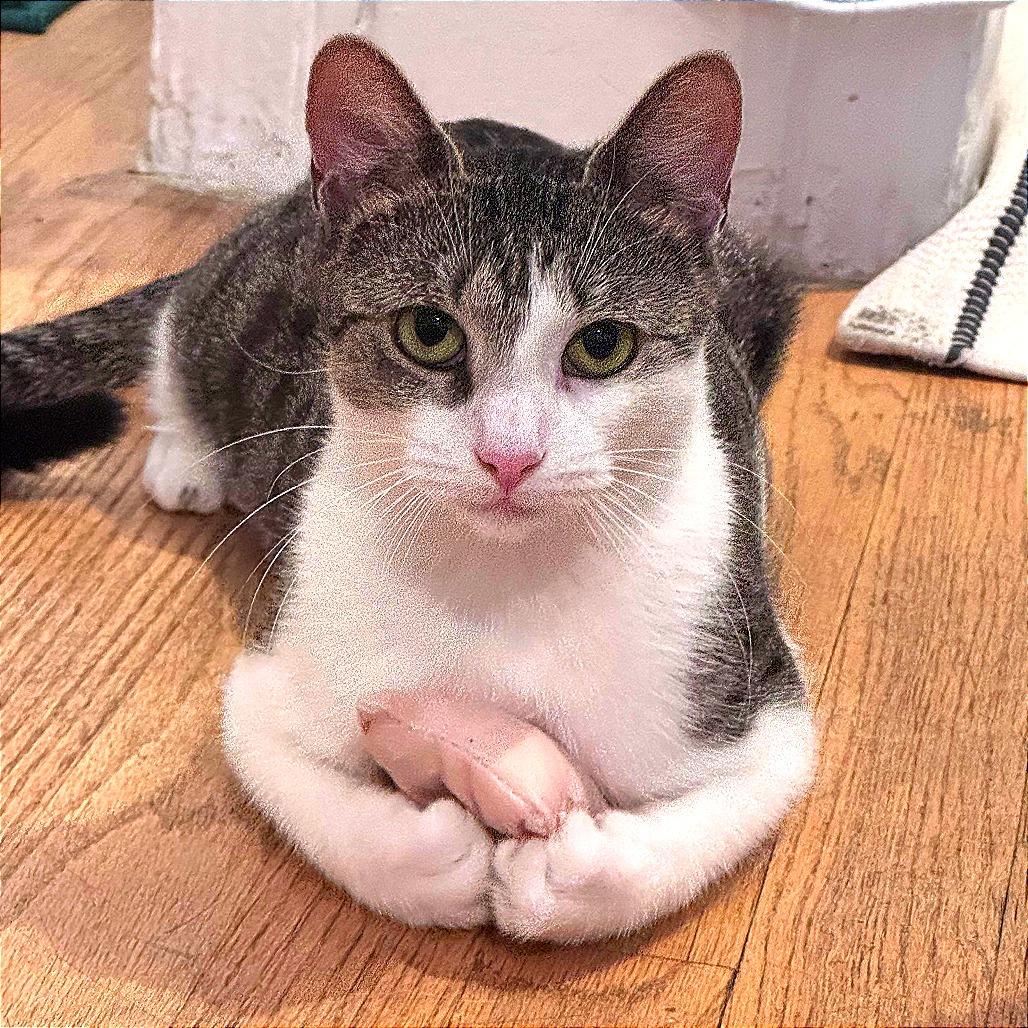 Enlarge Vampire Squid, a Adoptable Domestic Short Hair in New York, NY image 6/6