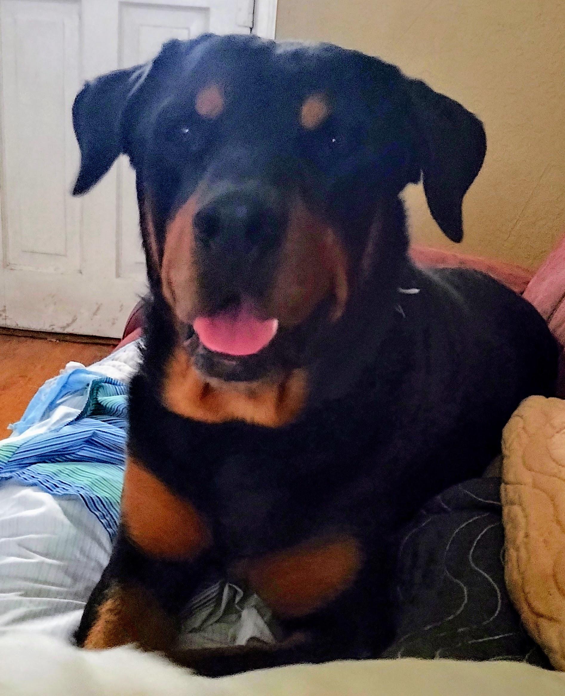 Enlarge Slay, a Adoptable Rottweiler in Grand Junction, CO image 1/3