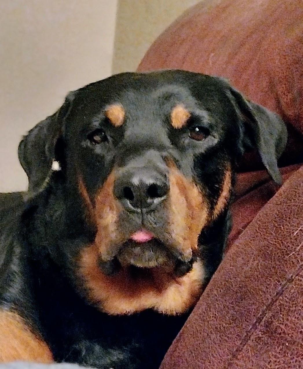 Enlarge Slay, a Adoptable Rottweiler in Grand Junction, CO image 3/3