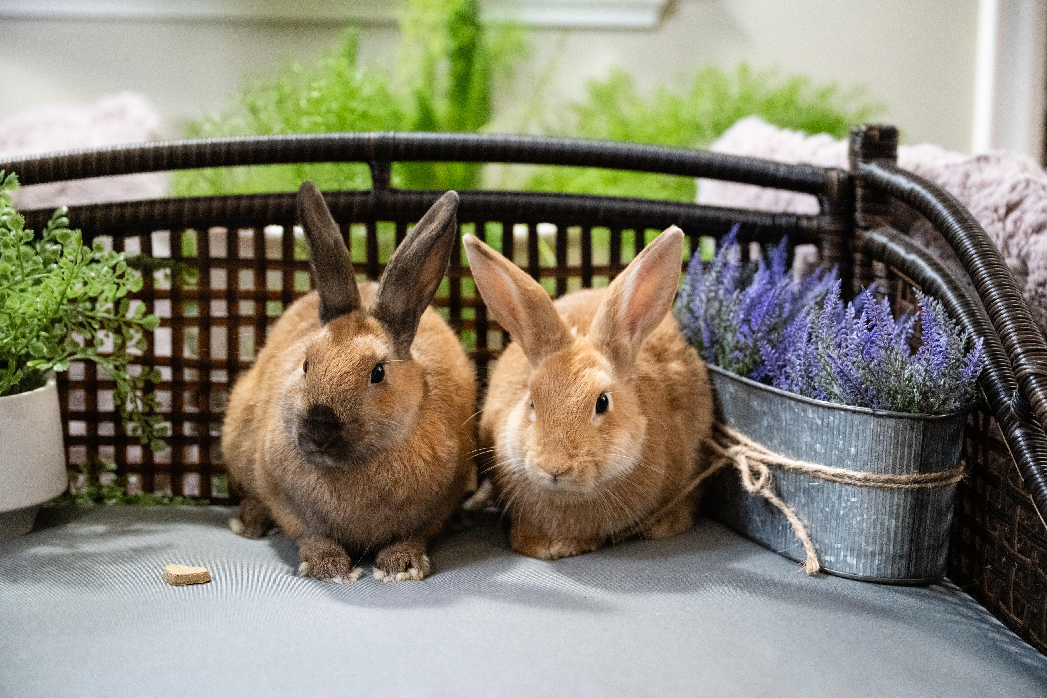 Pewter, Adoptable, Young Female Bunny Rabbit.