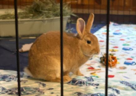 Enlarge Pewter, a Adoptable Bunny Rabbit in Saint Paul, MN image 4/6