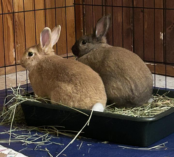 Enlarge Pewter, a Adoptable Bunny Rabbit in Saint Paul, MN image 5/6