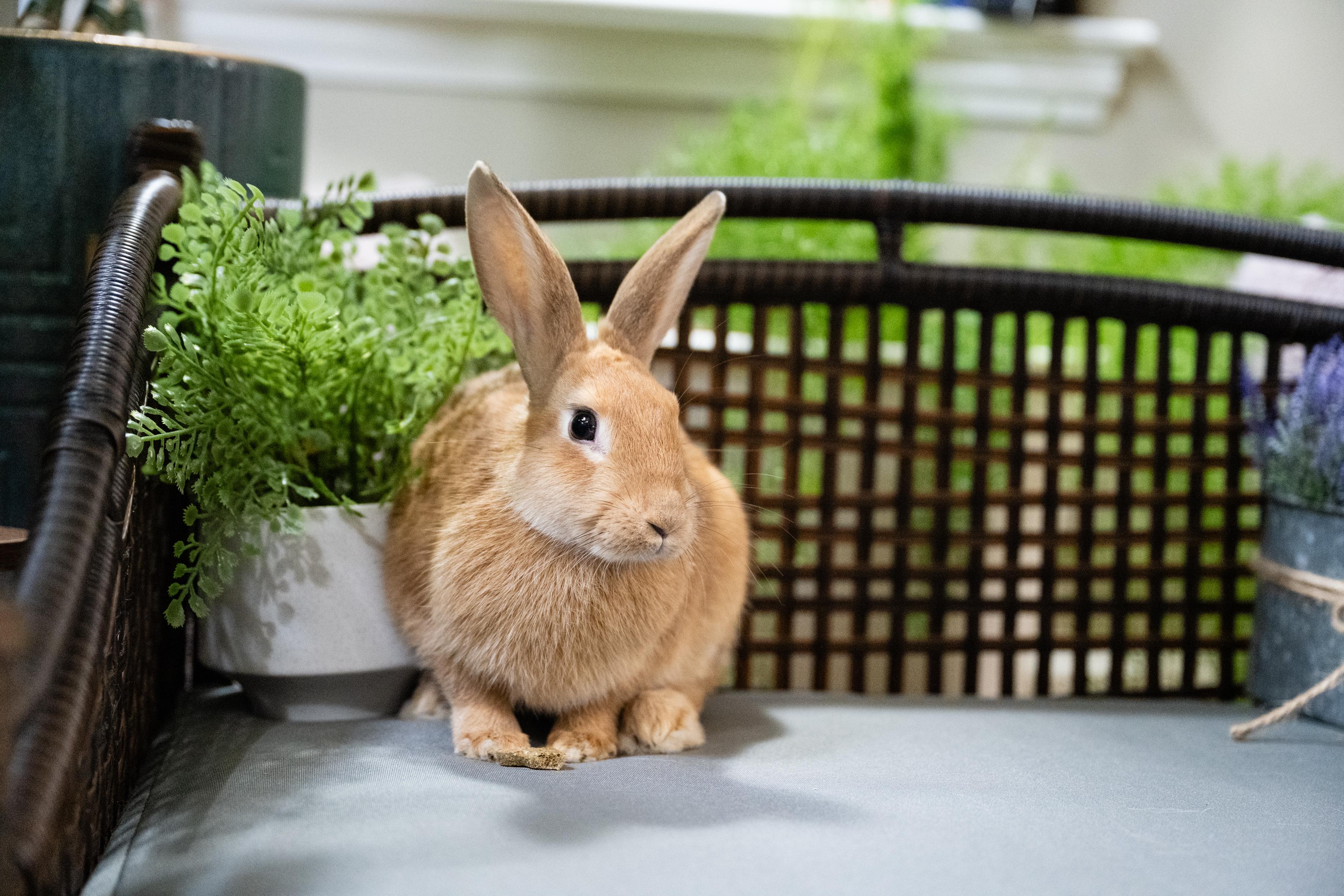 Enlarge Pewter, a Adoptable Bunny Rabbit in Saint Paul, MN image 3/4