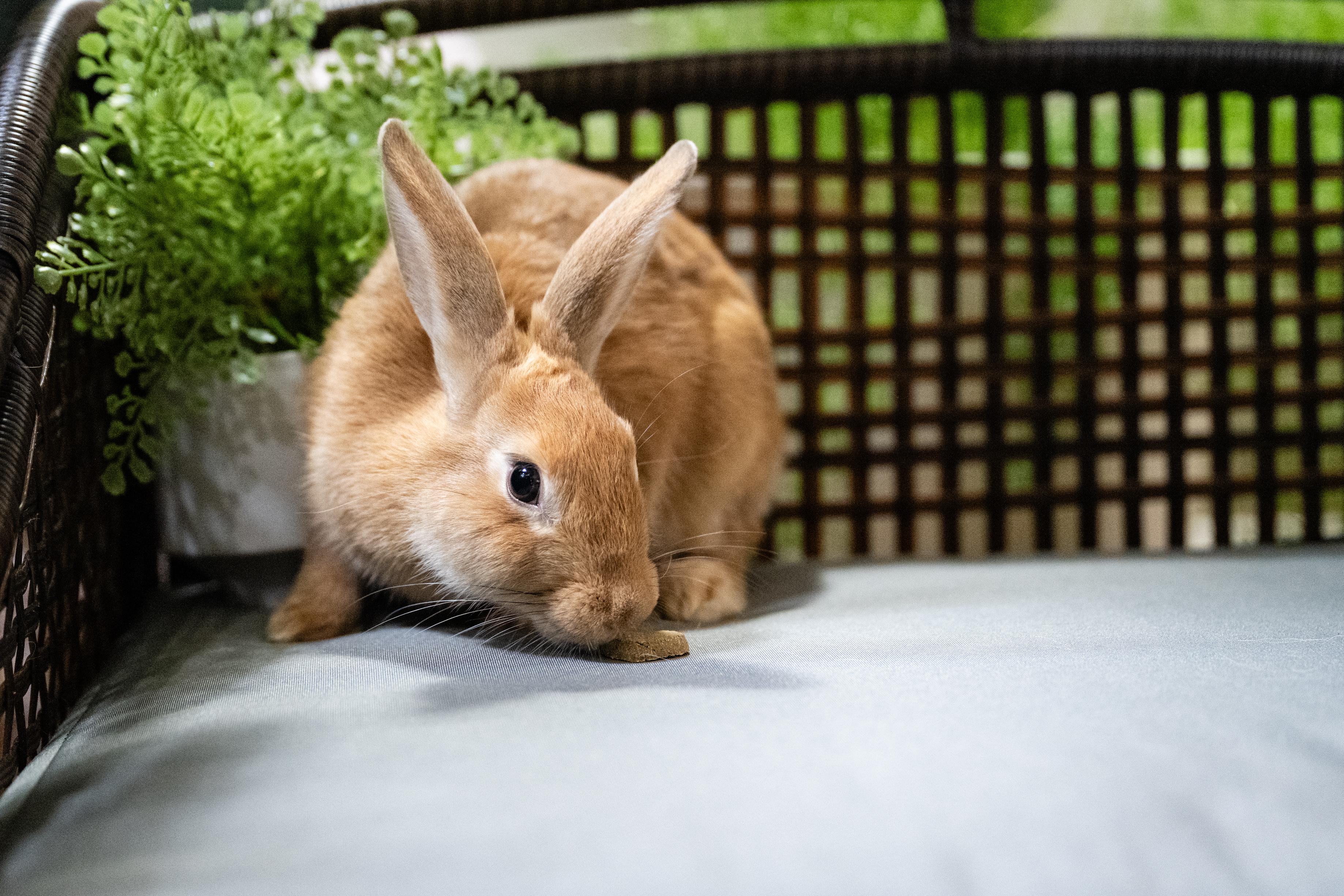 Enlarge Pewter, a Adoptable Bunny Rabbit in Saint Paul, MN image 4/4