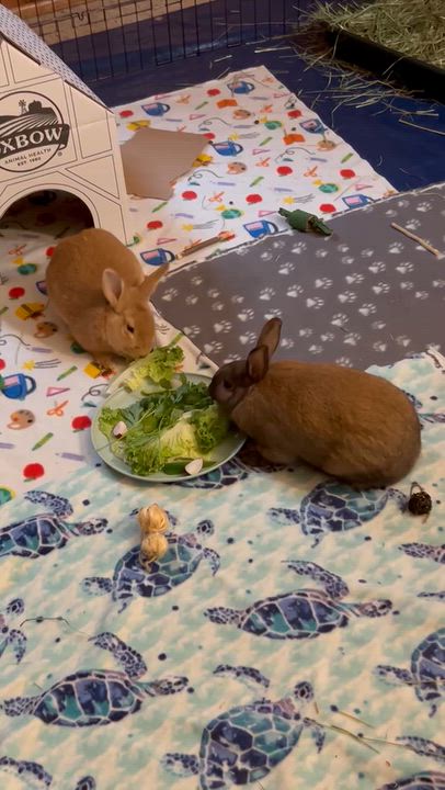 Enlarge Pewter, a Adoptable Bunny Rabbit in Saint Paul, MN video 6/6