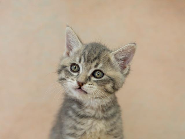 Delta, a ADOPTABLE mixed breed in Republic, WA image 4/5