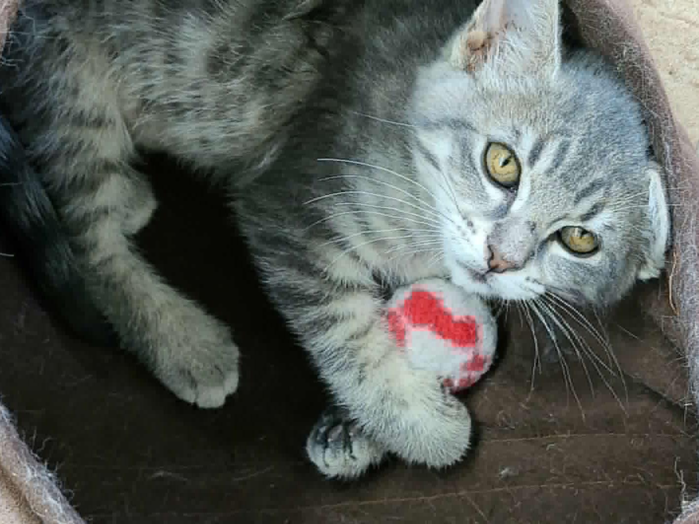 Delta, a ADOPTABLE mixed breed in Republic, WA image 4/6