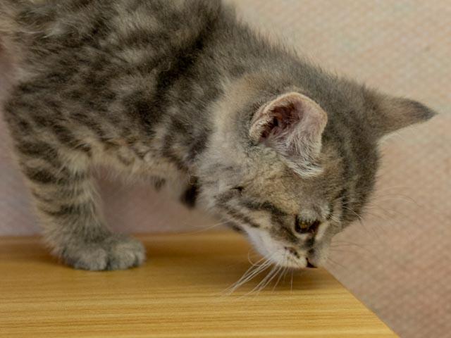 Delta, a ADOPTABLE mixed breed in Republic, WA image 3/5