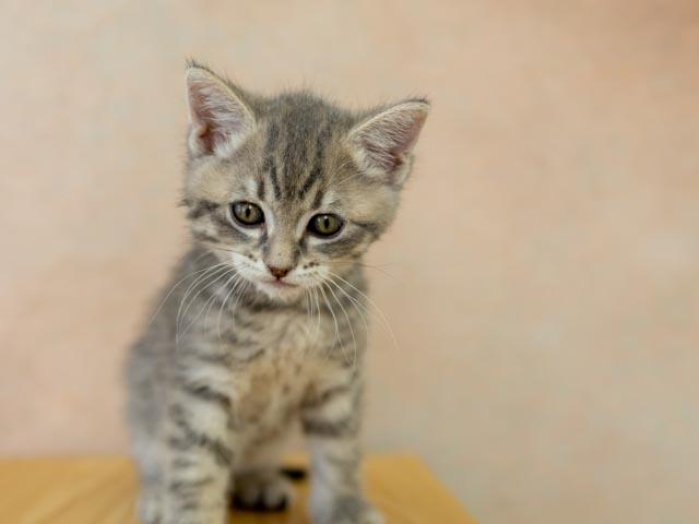 Delta, a ADOPTABLE mixed breed in Republic, WA image 5/5