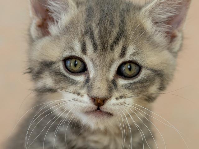 Delta, ADOPTABLE, Kitten Female Tabby & Domestic Short Hair.