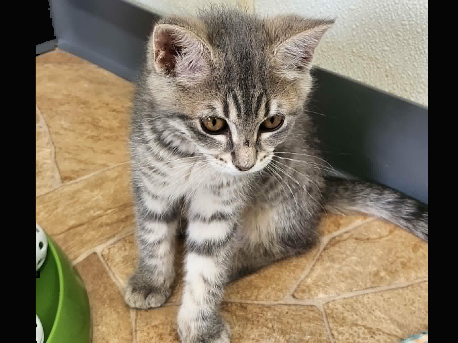Delta, ADOPTABLE, Kitten Male Tabby & Domestic Short Hair.