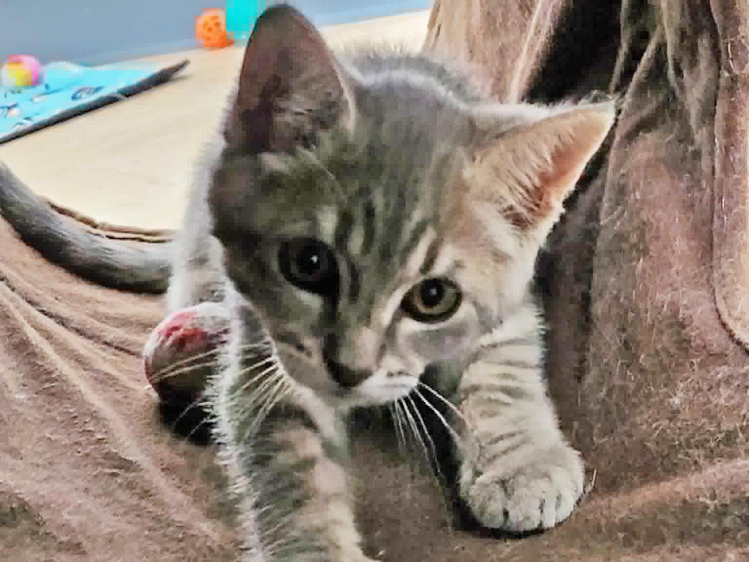 Delta, a ADOPTABLE mixed breed in Republic, WA image 5/6