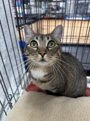 Enlarge Callie, a Adoptable mixed breed in Oklahoma City, OK image 1/1