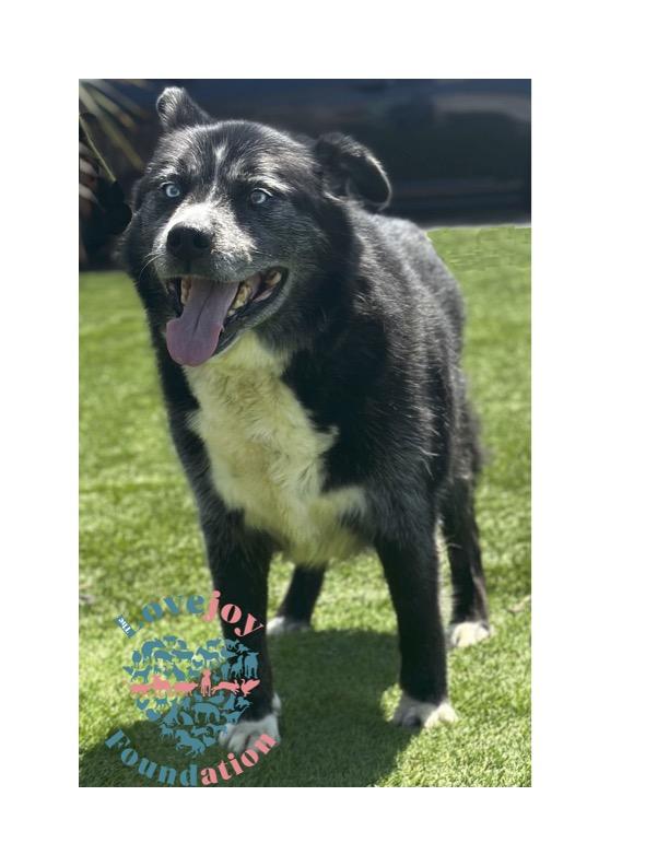 Drake is a charming 11 year old neutered male Border Collie and Shepherd Mix with a classic black an