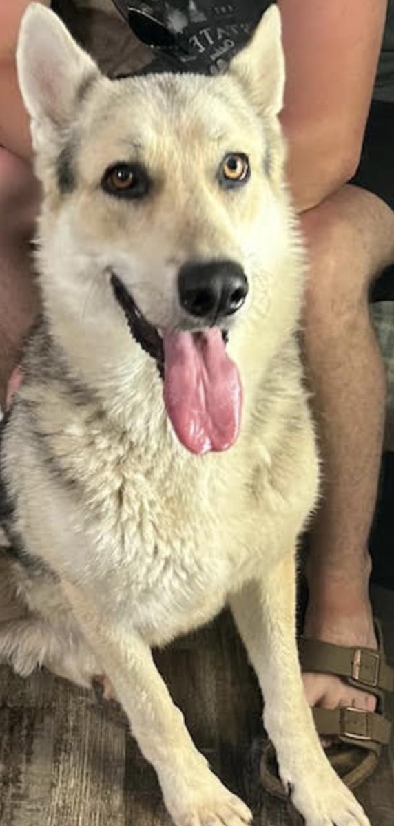 Cosmo Courage, a Adoptable mixed breed in Woburn, MA image 3/6