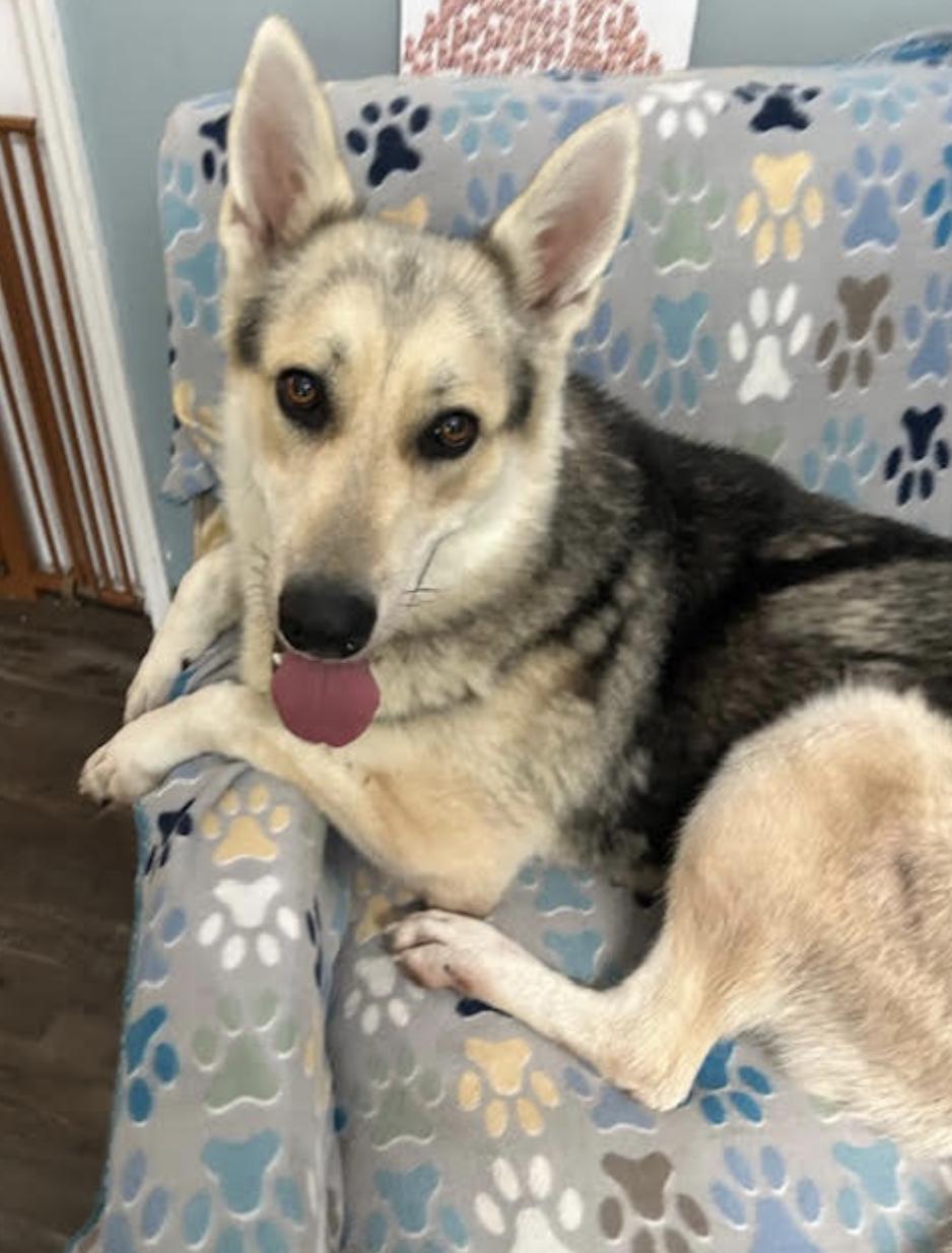 Cosmo Courage, a Adoptable mixed breed in Woburn, MA image 4/6