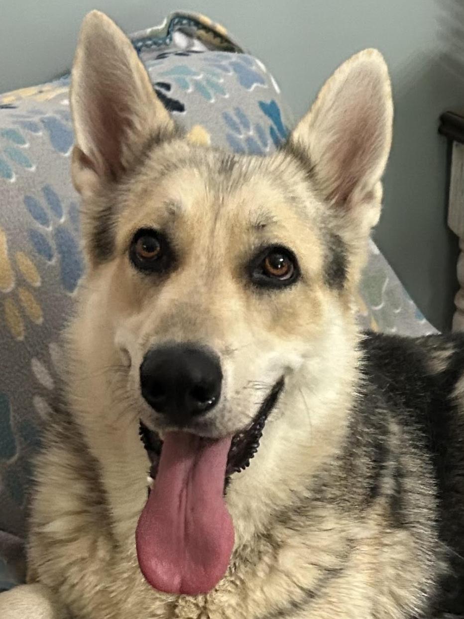 Cosmo Courage, a Adoptable mixed breed in Woburn, MA image 1/6