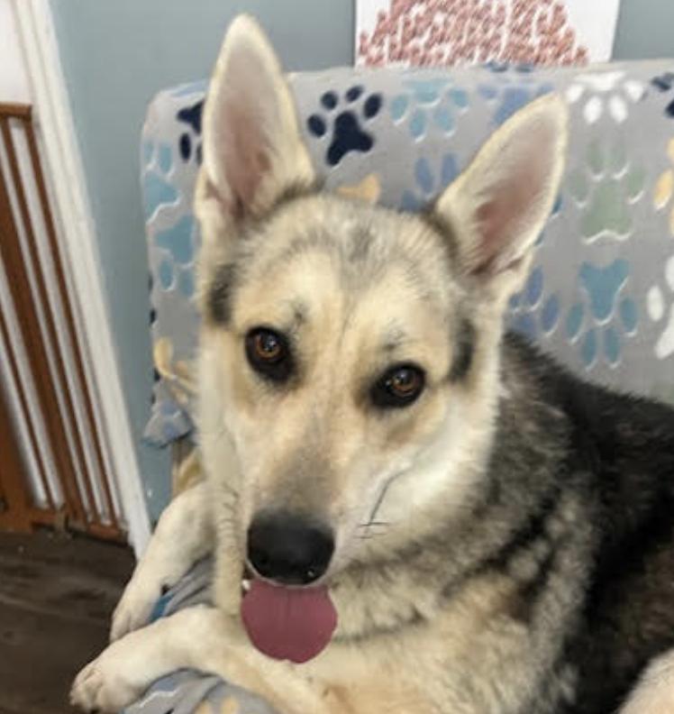 Cosmo Courage, a Adoptable mixed breed in Woburn, MA image 6/6