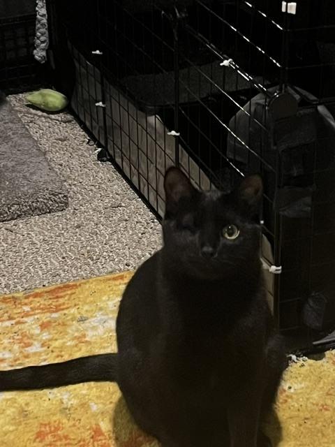 Enlarge Jen (26-012 C), a Adoptable Domestic Short Hair in Lansing, MI image 2/2