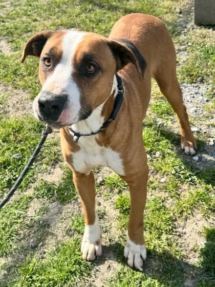 Rockwell, a Adoptable mixed breed in Georgetown, SC image 1/2