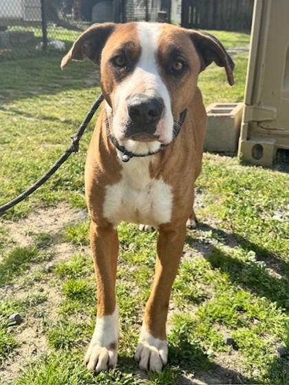 Rockwell, Adoptable, Adult Male Mixed Breed.