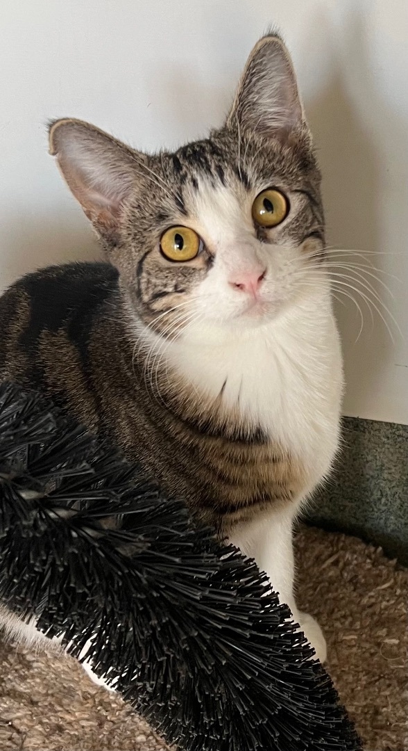 Tulip, a Adoptable Domestic Short Hair in Independence, MO image 1/11