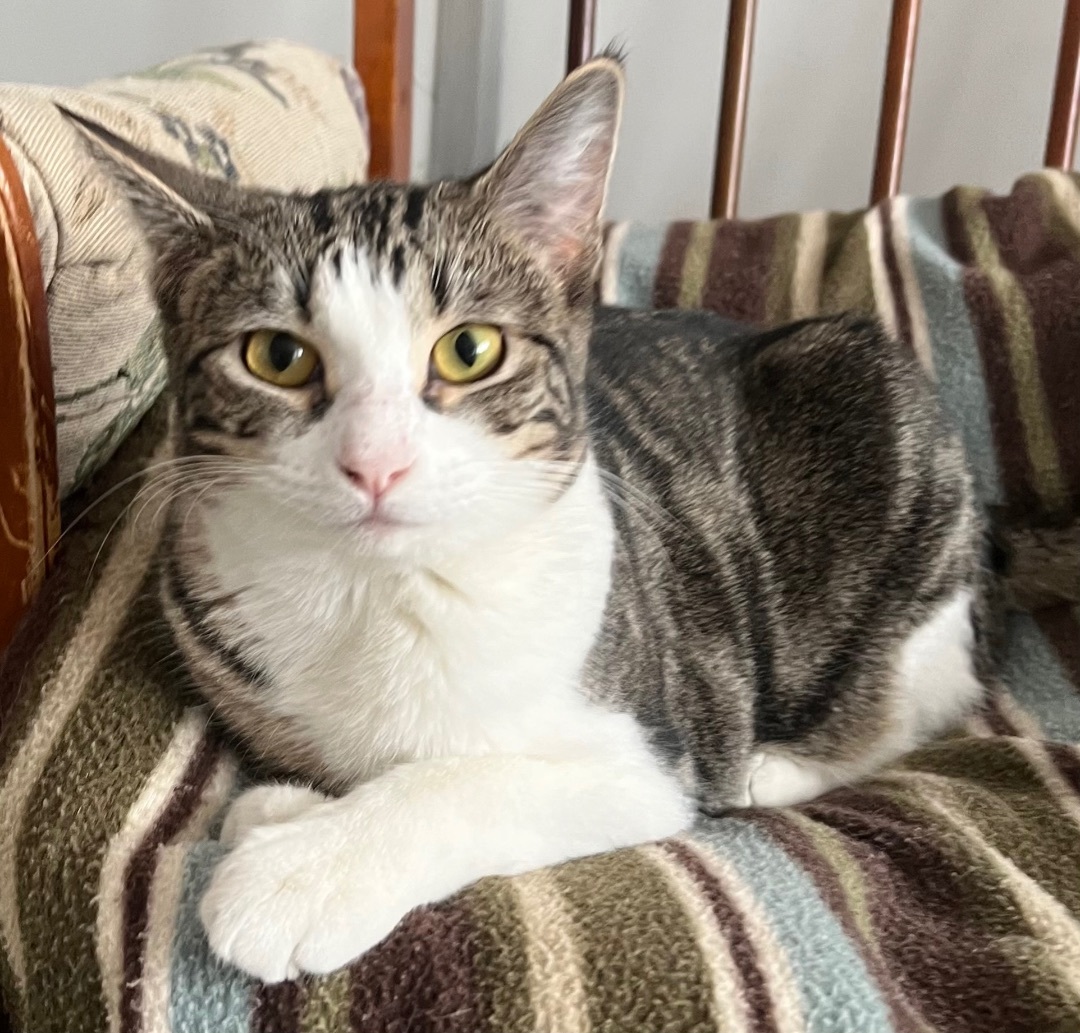 Tulip, a Adoptable Domestic Short Hair in Independence, MO image 2/11