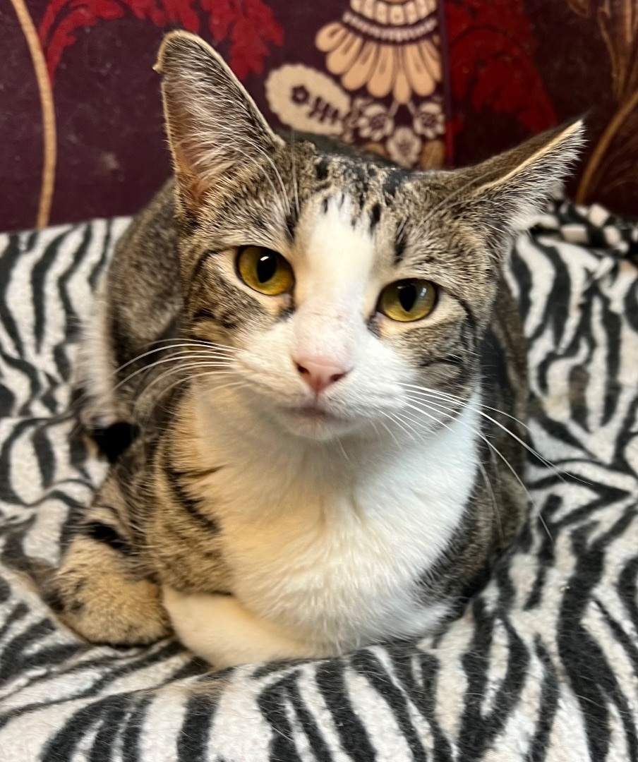 Tulip, a Adoptable Domestic Short Hair in Independence, MO image 3/11