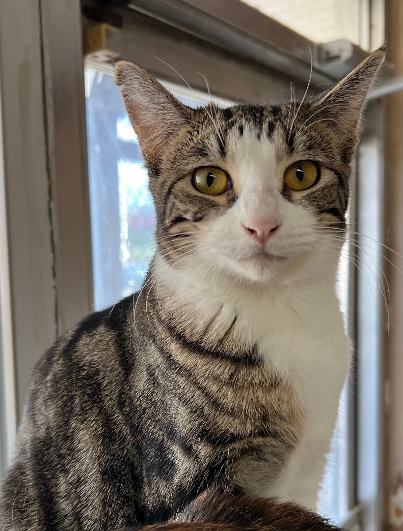 Tulip, a Adoptable Domestic Short Hair in Independence, MO image 4/11