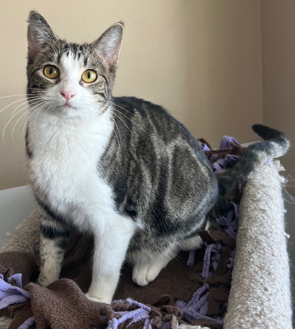 Tulip, a Adoptable Domestic Short Hair in Independence, MO image 5/11