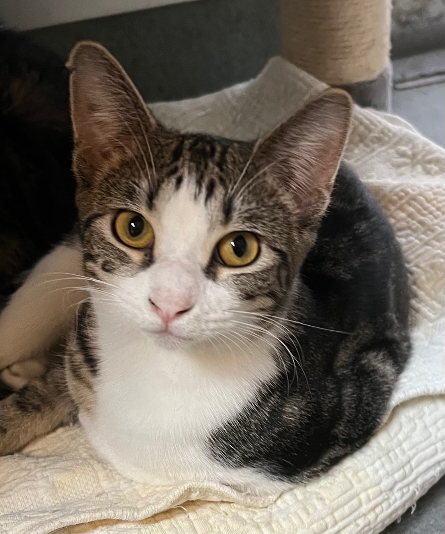 Tulip, a Adoptable Domestic Short Hair in Independence, MO image 6/11