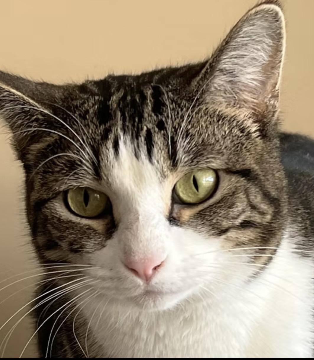 Tulip, an adopted Domestic Short Hair in Independence, MO image 1/6