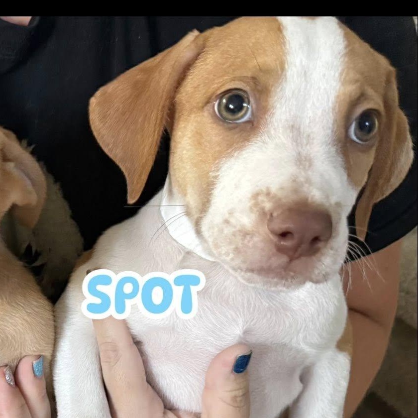Spot