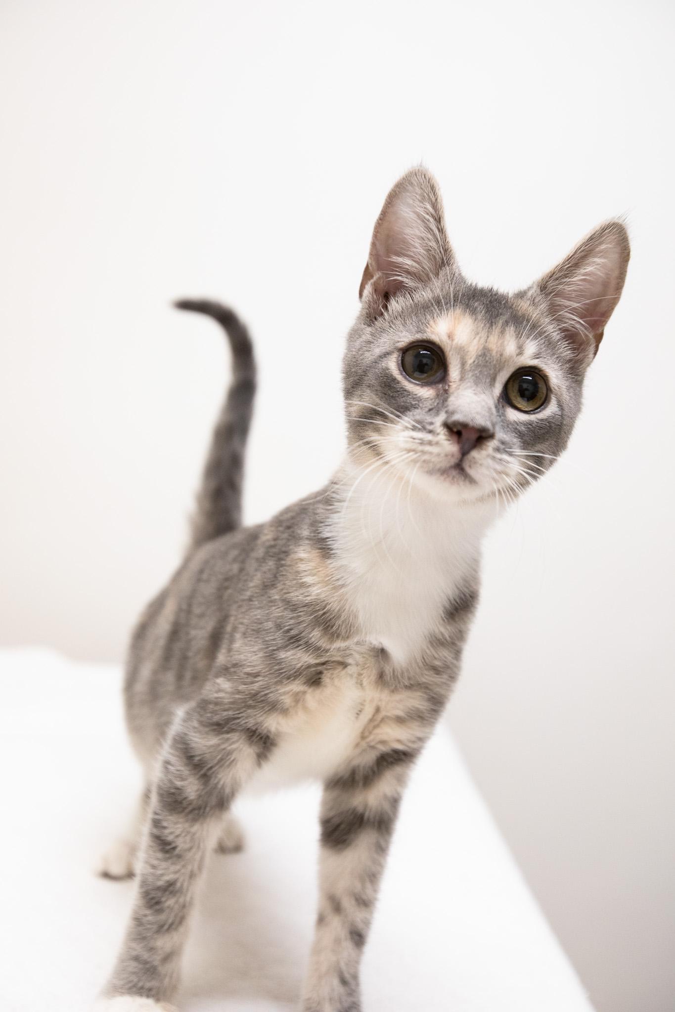 Daisy, Adoptable, Kitten Female Domestic Short Hair.