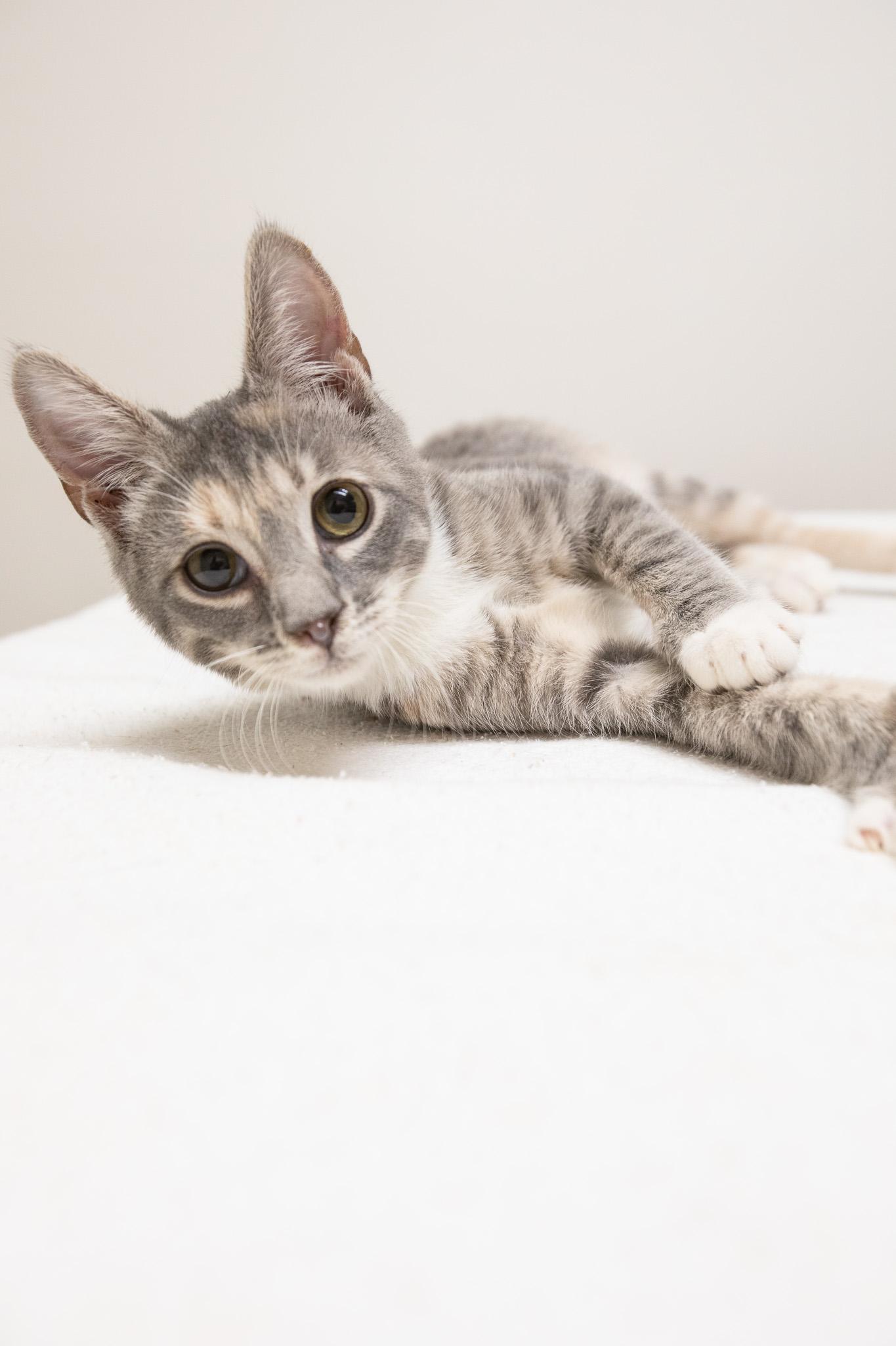 Enlarge Daisy, a Adoptable Domestic Short Hair in Montclair, NJ image 3/6