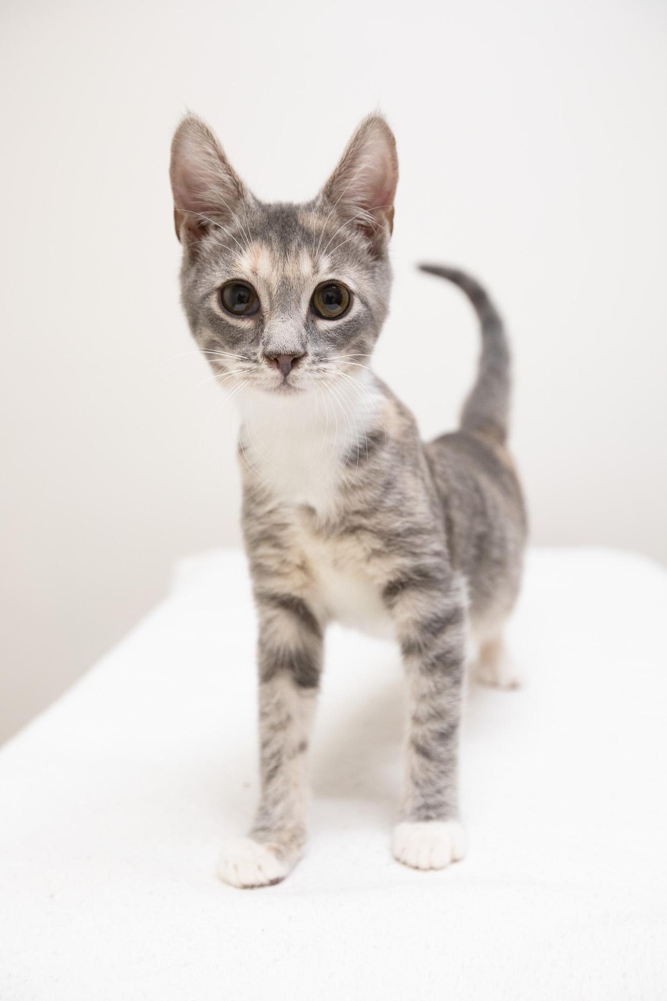 Enlarge Daisy, a Adoptable Domestic Short Hair in Montclair, NJ image 4/6