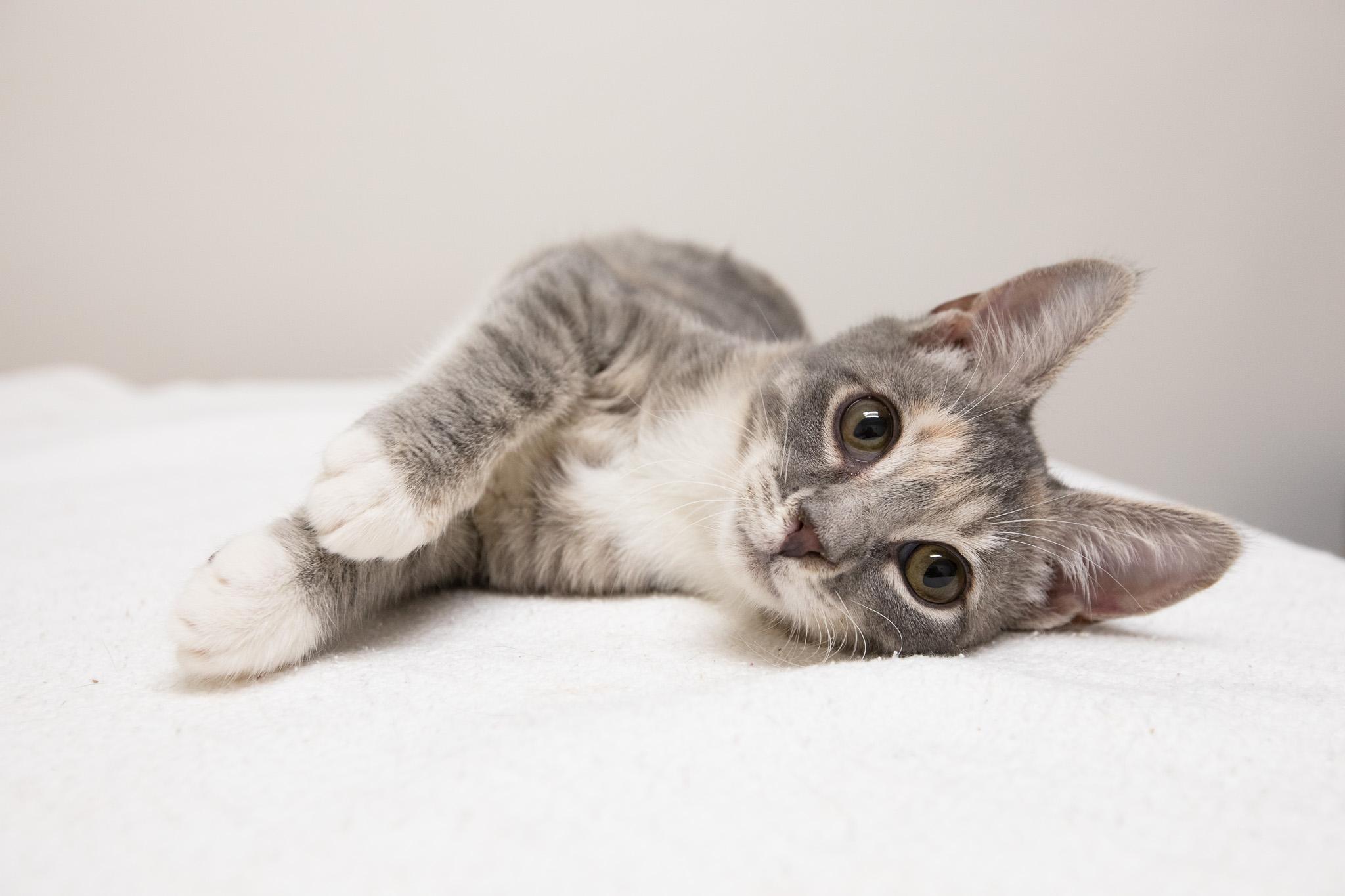 Enlarge Daisy, a Adoptable Domestic Short Hair in Montclair, NJ image 6/6