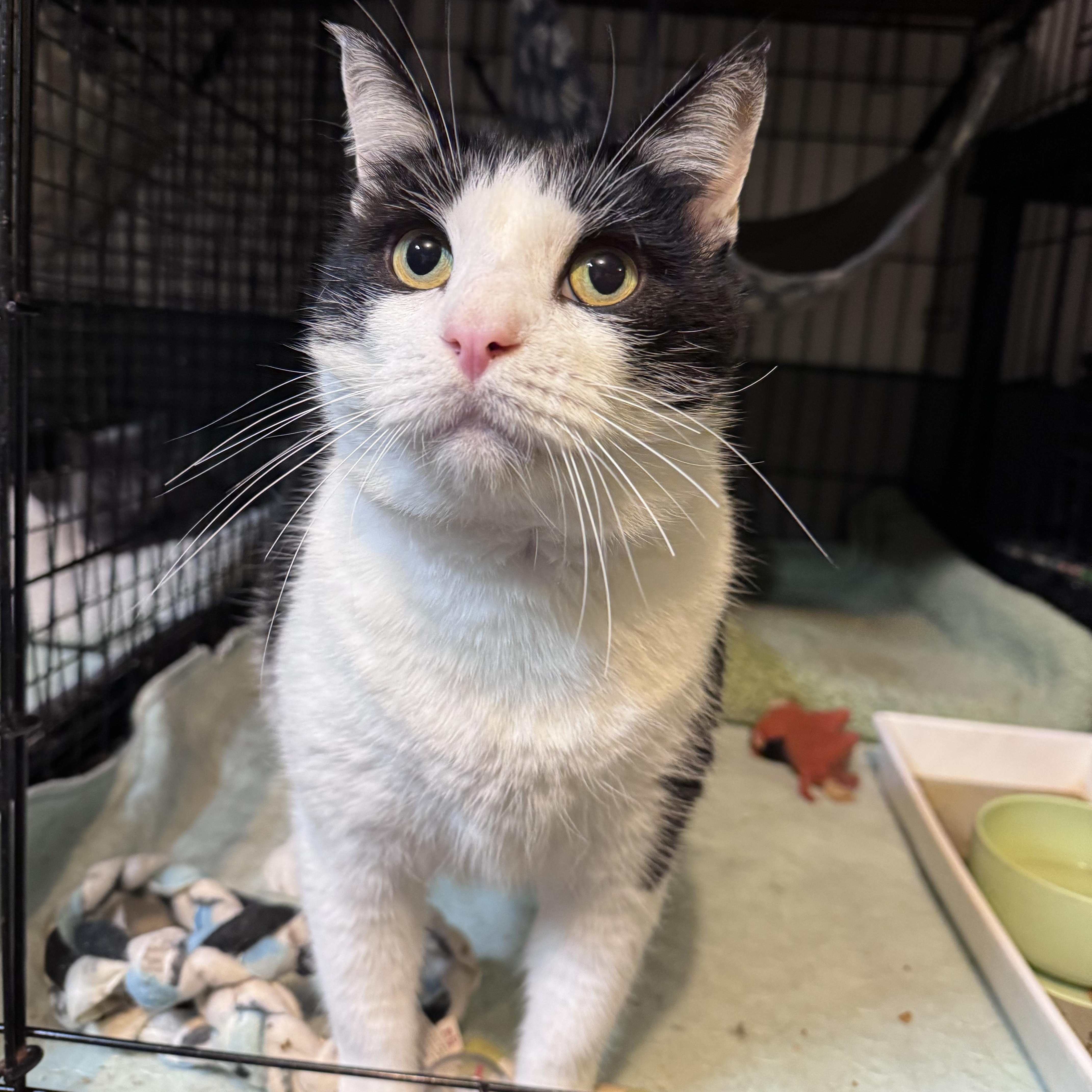 Enlarge August, a Adoptable Domestic Short Hair in Newburgh, NY image 2/4