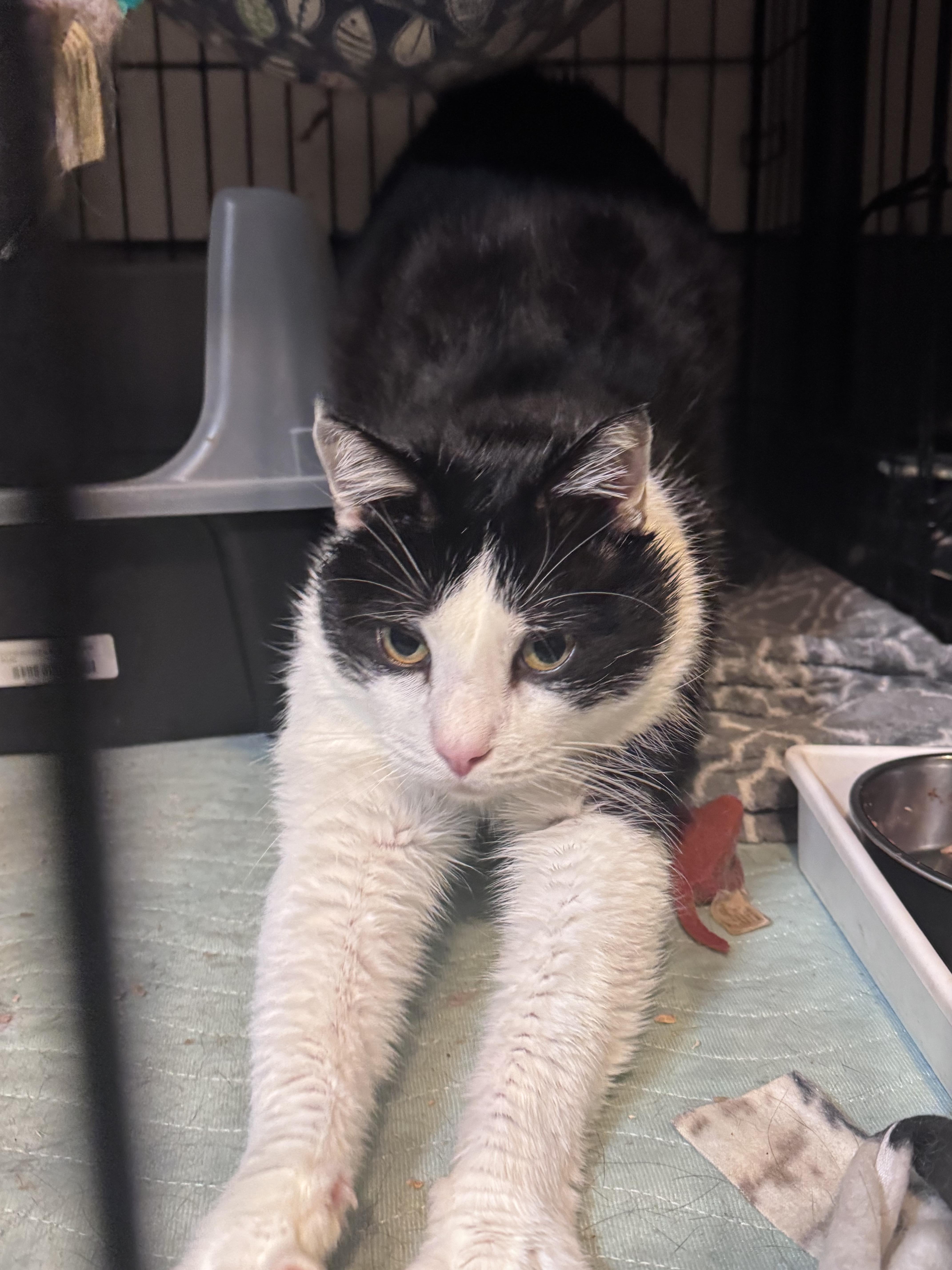 Enlarge August, a Adoptable Domestic Short Hair in Newburgh, NY image 3/4