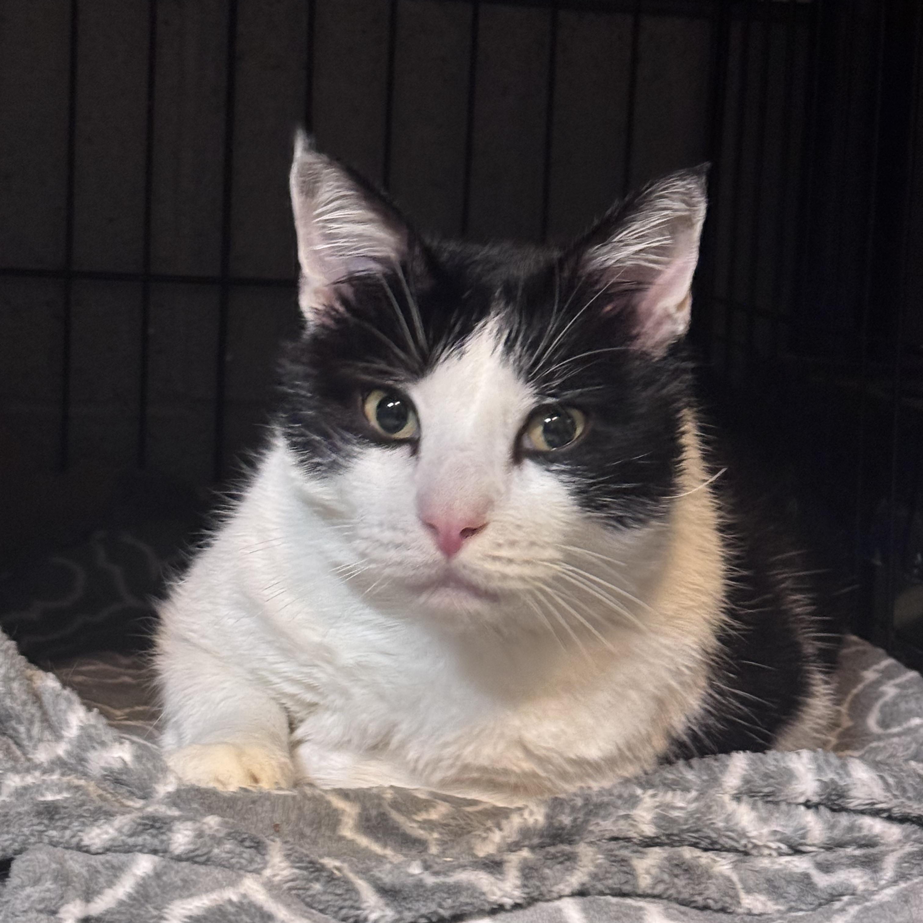August, Adoptable, Adult Male Domestic Short Hair.