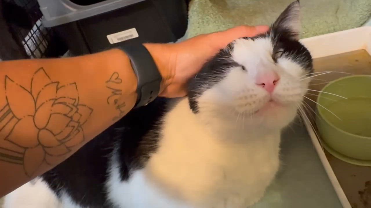 Enlarge August, a Adoptable Domestic Short Hair in Newburgh, NY video 4/4