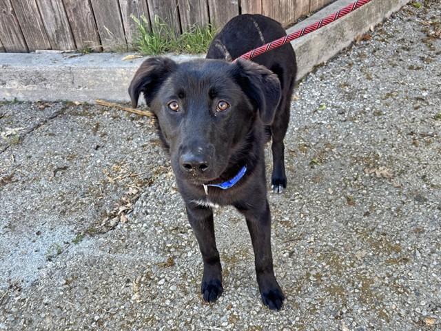 Enlarge LOKITO, a Adoptable German Shepherd Dog in Ojai, CA image 1/1