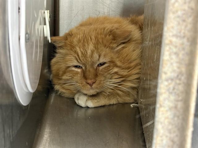 Enlarge OLD DEUTERONOMY IN THE BARN, a Adoptable Domestic Short Hair in Pueblo, CO image 1/1