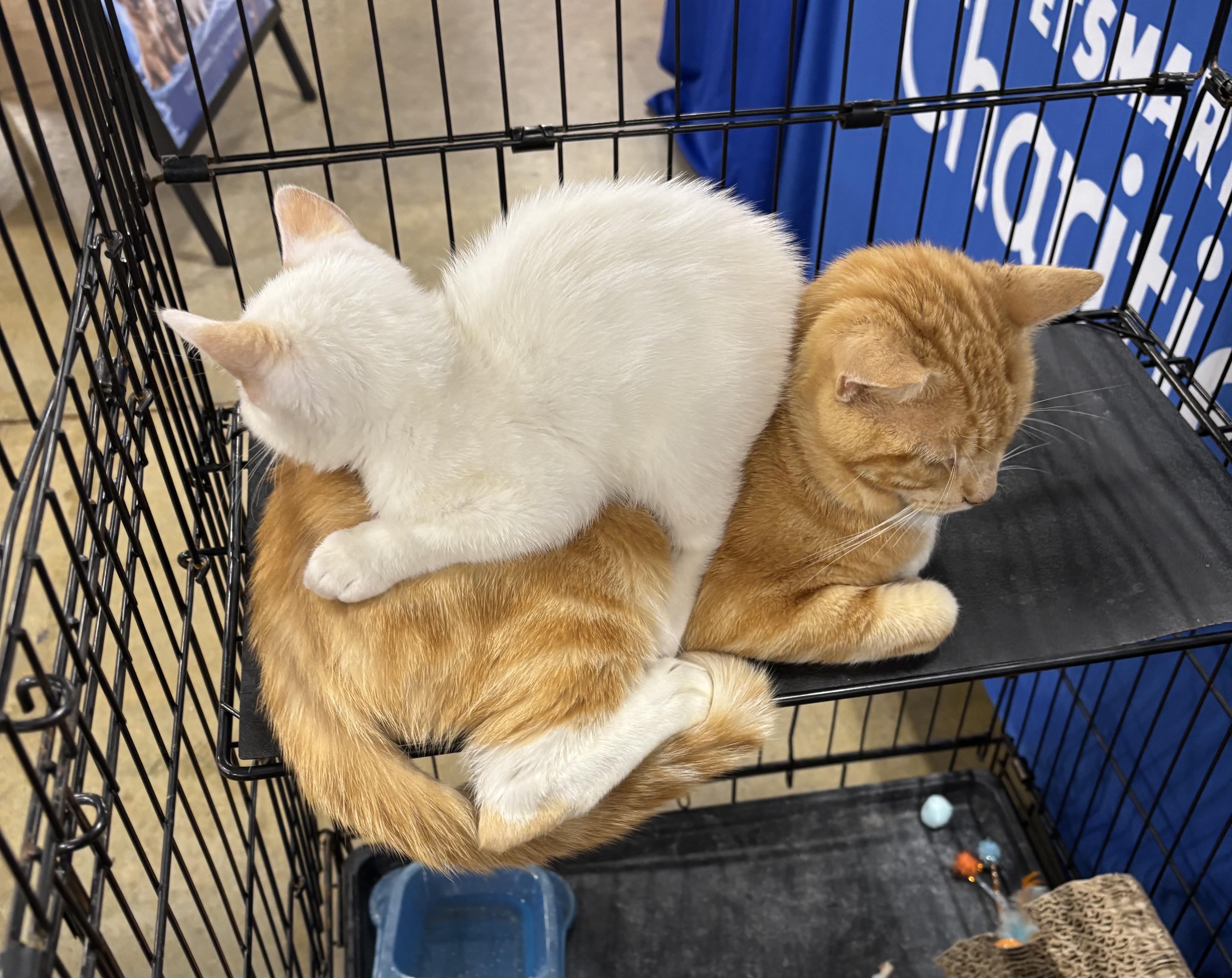 Bootsie, Adoptable, Adult Male Domestic Short Hair.